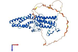 Bestrophin 2 Protein (BEST2) (AA 1-509) (His tag)