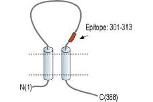 Representative domain view of the target of ABIN7885340.
