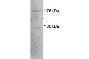 ABIN1782135 (1µg/ml) staining of Porcine MII Oocytes lysate (35µg protein in RIPA buffer). (DVL1 Antikörper  (AA 20-32))