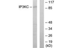 Western Blotting (WB) image for anti-Inositol-Trisphosphate 3-Kinase C (ITPKC) (AA 221-270) antibody (ABIN2889722) (ITPKC Antikörper  (AA 221-270))