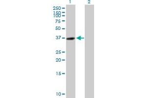 Western Blot analysis of C14orf106 expression in transfected 293T cell line by C14orf106 MaxPab polyclonal antibody. (MIS18 Binding Protein 1 (MIS18BP1) (AA 1-314) Antikörper)