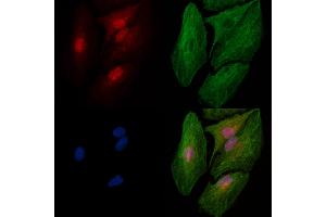 Phospho-SRPK2 (Thr492) Antibody staining A549 cells(heat shock treatment) by IF/ICC. (SRPK2 Antikörper  (pThr492))