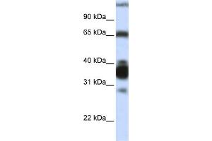 WB Suggested Anti-ARG1 Antibody Titration:  0.