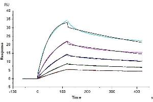 Surface Plasmon Resonance (SPR) image for Leukocyte-Associated Immunoglobulin-Like Receptor 2 (LAIR2) (AA 22-152) protein (His-Avi Tag) (ABIN7275120)