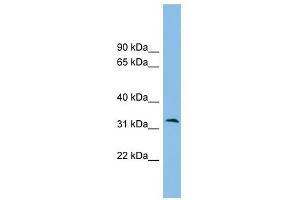 ZPBP2 antibody used at 1 ug/ml to detect target protein. (ZPBP2 Antikörper  (Middle Region))