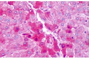 Anti-Hemopexin antibody IHC staining of human liver, hepatocytes. (Hemopexin Antikörper)