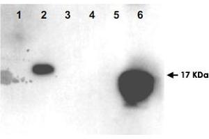 Western blot using HMGN1 (phospho S20/24) polyclonal antibody  shows detection of phosphorylated HMGN1 and HMGN2.