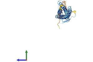 AlphaFold protein structure predicition of Human Recombinant CLDN9 Protein, UniprotID O95484 (Claudin 9 Protein (CLDN9) (AA 1-217) (His tag))