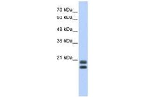 Image no. 1 for anti-serglycin (SRGN) (AA 71-120) antibody (ABIN6742973) (SRGN Antikörper  (AA 71-120))