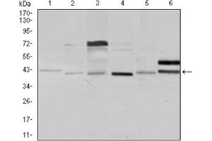 Western blot analysis using NCK1 antibody against Jurkat (1), HeLa (2), HEK293 (3), A431 (4), K562 (5), and COS7 (6) cell lysate. (NCK1 Antikörper)