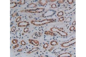 Used in DAB staining on fromalin fixed paraffin- embedded kidney tissue (WNT10B Antikörper  (AA 30-322))