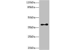Western blot All lanes: CLVS2 antibody at 16 μg/mL + Mouse brain tissue Secondary Goat polyclonal to rabbit IgG at 1/10000 dilution Predicted band size: 38, 22 kDa Observed band size: 38 kDa (CLVS2 Antikörper  (AA 1-327))