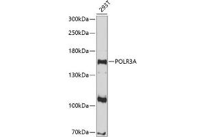 Western blot analysis of extracts of 293T cells, using POLR3A antibody (ABIN6132942, ABIN6145936, ABIN6145937 and ABIN6214957) at 1:1000 dilution. (POLR3A Antikörper  (AA 1-200))