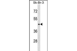 NEGR1 Antibody (Center) (ABIN1538007 and ABIN2848615) western blot analysis in SK-BR-3 cell line lysates (35 μg/lane). (NEGR1 Antikörper  (AA 189-218))