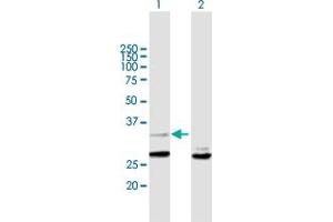Western Blot analysis of YWHAZ expression in transfected 293T cell line by YWHAZ MaxPab polyclonal antibody. (14-3-3 zeta Antikörper  (AA 1-245))