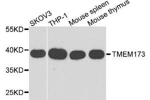 STING/TMEM173 antibody  (AA 170-379)