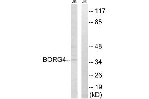 Western blot analysis of extracts from Jurkat cells, using BORG4 antibody. (CDC42EP4 Antikörper)