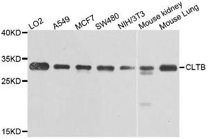 Western blot analysis of extracts of various cell lines, using CLTB antibody. (CLTB Antikörper  (AA 1-211))