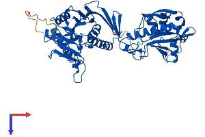 FKRP Protein (AA 1-495) (His tag)