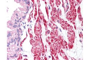 Anti-Beta Actin antibody IHC of human prostate. (beta Actin Antikörper  (C-Term))