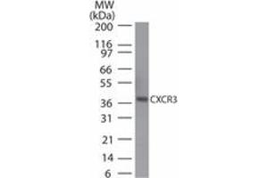 Image no. 1 for anti-Chemokine (C-X-C Motif) Receptor 3 (CXCR3) (AA 290-303) antibody (ABIN960122) (CXCR3 Antikörper  (AA 290-303))
