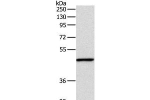 Western Blot analysis of Mouse fat tissue using INHBA Polyclonal Antibody at dilution of 1:1000 (INHBA Antikörper)
