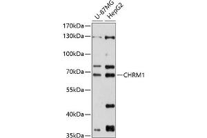 Western blot analysis of extracts of various cell lines, using CHRM1 antibody (ABIN6134285, ABIN6138562, ABIN6138564 and ABIN6215932) at 1:1000 dilution. (CHRM1 Antikörper  (C-Term))