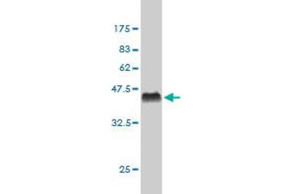 CSTF3 antibody  (AA 1-103)