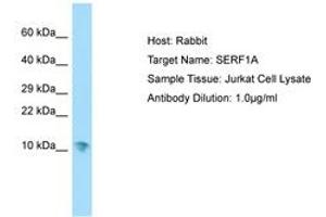 Image no. 1 for anti-Small EDRK-Rich Factor 1A (Telomeric) (SERF1A) (AA 11-60) antibody (ABIN6750136) (SERF1A Antikörper  (AA 11-60))