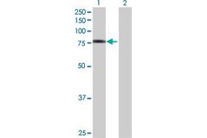 Western Blot analysis of FBLN1 expression in transfected 293T cell line by FBLN1 MaxPab polyclonal antibody.