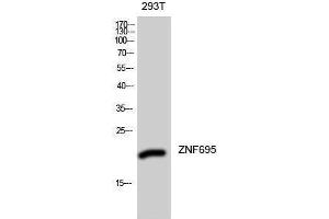 Western Blotting (WB) image for anti-Zinc Finger Protein 695 (ZNF695) (Internal Region) antibody (ABIN3187566) (ZNF695 Antikörper  (Internal Region))
