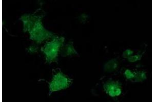 Anti-MGRN1 mouse monoclonal antibody (ABIN2454428) immunofluorescent staining of COS7 cells transiently transfected by pCMV6-ENTRY MGRN1 (RC208284). (Mahogunin RING Finger Protein 1 Antikörper)