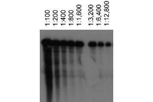 Western blot analysis of ABCA1 using ABCA1 monoclonal antibody, clone 3A1. (ABCA1 Antikörper)