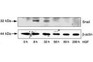 HepG2 cells were incubated with HGF for the indicated time periods.