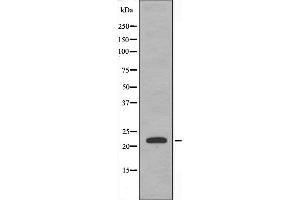 Western blot analysis of extracts from RAW264. (CEBPG Antikörper  (Internal Region))