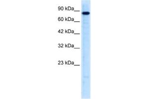 Western Blotting (WB) image for anti-Ubiquitin-Like with PHD and Ring Finger Domains 2, E3 Ubiquitin Protein Ligase (UHRF2) antibody (ABIN2461046) (UHRF2 Antikörper)