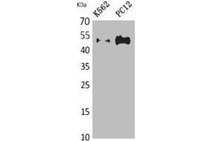 Western Blot analysis of K562, PC12 cells using Tubulin α Polyclonal Antibody. (TUBA1A/TUBA1B/TUBA1C/TUBA3C/TUBA4A Antikörper)