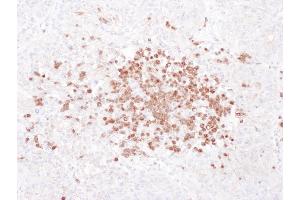 Immunohistochemistry (IHC) image for anti-Stomatin (STOM) (AA 238-288) antibody (ABIN7455033) (Stomatin Antikörper  (AA 238-288))