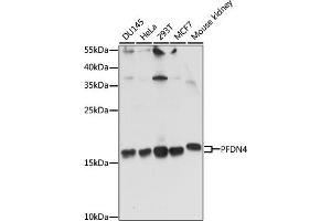 Western blot analysis of extracts of various cell lines, using PFDN4 antibody (ABIN7269508) at 1:1000 dilution. (PFDN4 Antikörper  (AA 1-134))