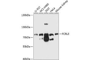 Western blot analysis of extracts of various cell lines, using FCRL3 antibody (ABIN6132038, ABIN6140560, ABIN6140562 and ABIN6214711) at 1:1000 dilution. (FCRL3 Antikörper  (AA 18-180))