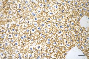 Immunohistochemistry was performed on paraffin-embedded mouse liver using prolyl 4-hydroxylase subunit beta antibody (ABIN7799920), 1:200).