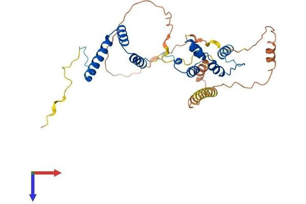 FBXO16 Protein (AA 1-334) (His tag)