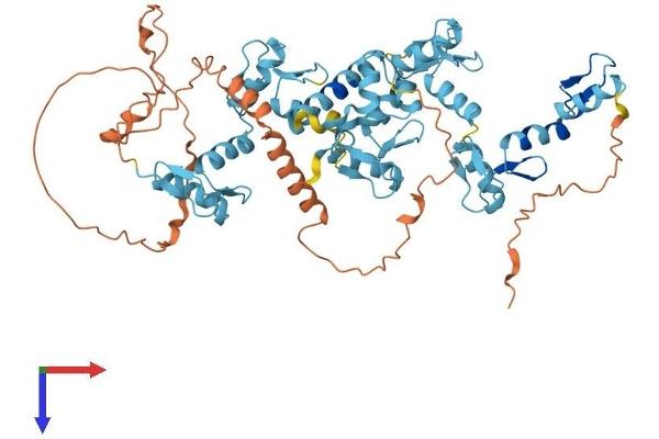 ZNF181 Protein (AA 1-571) (His tag)