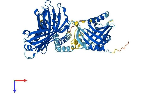 ACOT12 Protein (AA 1-555) (His tag)