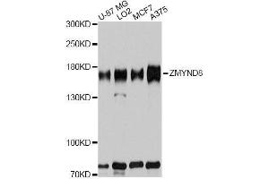 Western blot analysis of extracts of various cell lines, using ZMYND8 antibody. (ZMYND8 Antikörper  (AA 959-1188))
