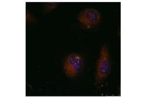 Image no. 3 for anti-Jun Proto-Oncogene (JUN) (AA 89-93) antibody (ABIN197128) (C-JUN Antikörper  (AA 89-93))