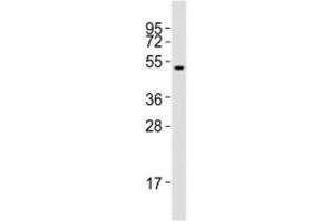 Western blot testing of Runx1 antibody at 1:2000 dilution + SW620 lysate