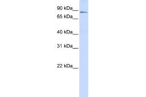 anti-Zinc Finger and BTB Domain Containing 16 (ZBTB16) (C-Term) antibody