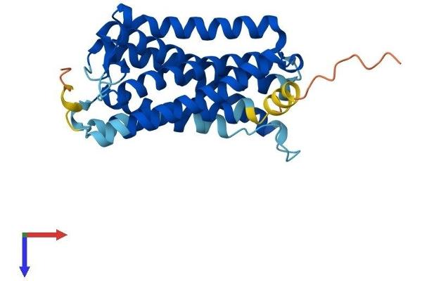 RGR Protein (AA 1-291) (His tag)