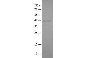 Western Blotting (WB) image for Anaphase Promoting Complex Subunit 15 (ANAPC15) (AA 1-121) protein (His-IF2DI Tag) (ABIN7283380) (ANAPC15 Protein (AA 1-121) (His-IF2DI Tag))